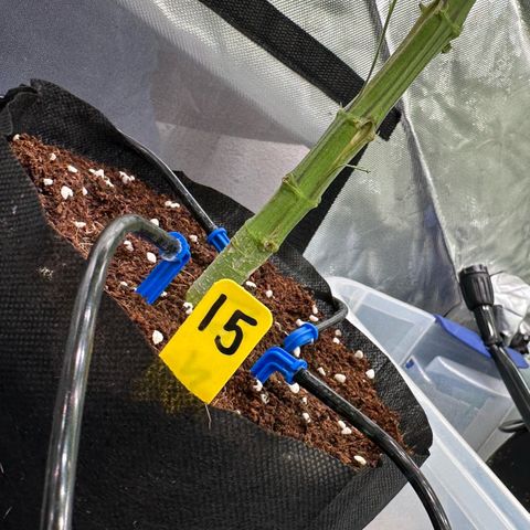 CxLAZ #16 50.72g growlog timeline photo