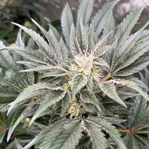 Misc x (LA Kush x Zkittles) #37 42.26g growlog timeline photo