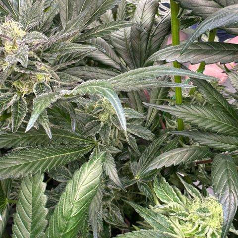 CxLAZ #06 growlog timeline photo