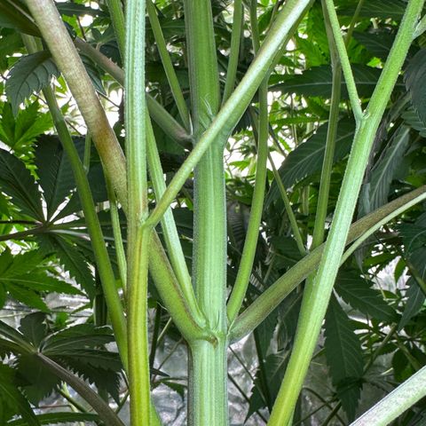 Misc x (LA Kush x Zkittles) #10 growlog timeline photo