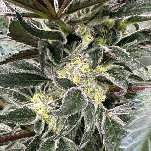 Misc x (LA Kush x Zkittles) #37 42.26g growlog timeline photo