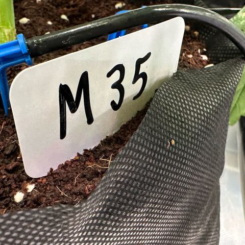 CxLAZ #16 50.72g growlog timeline photo