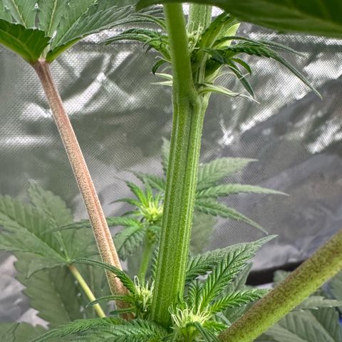 CxLAZ #16 50.72g growlog timeline photo