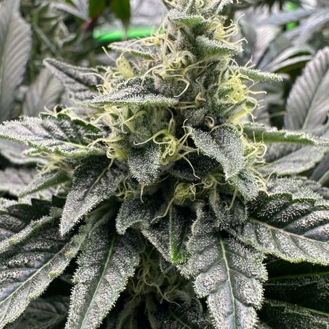 CxLAZ #06 growlog timeline photo
