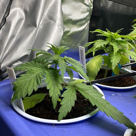 Auto Think Different  #1 growlog timeline photo