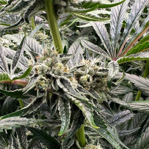 Misc x (LA Kush x Zkittles) #26 60.7g growlog timeline photo
