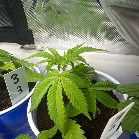 Shaman growlog timeline photo