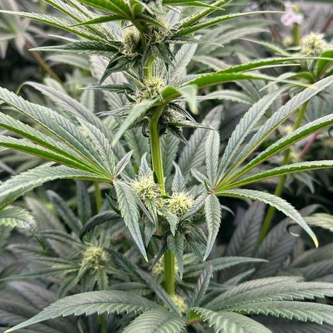 CxLAZ #16 50.72g growlog photo: Stacking nicely 9 heads