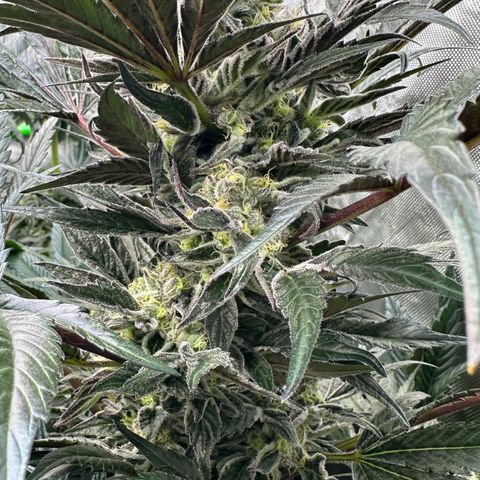 Misc x (LA Kush x Zkittles) #37 42.26g growlog timeline photo