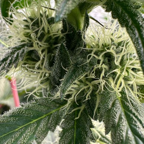 CxLAZ #16 50.72g growlog timeline photo