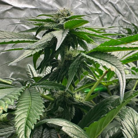 Misc x (LA Kush x Zkittles) #35 28.55g growlog timeline photo