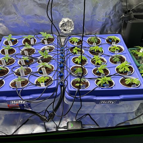 Shaman growlog timeline photo