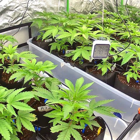 CxLAZ #16 50.72g growlog timeline photo