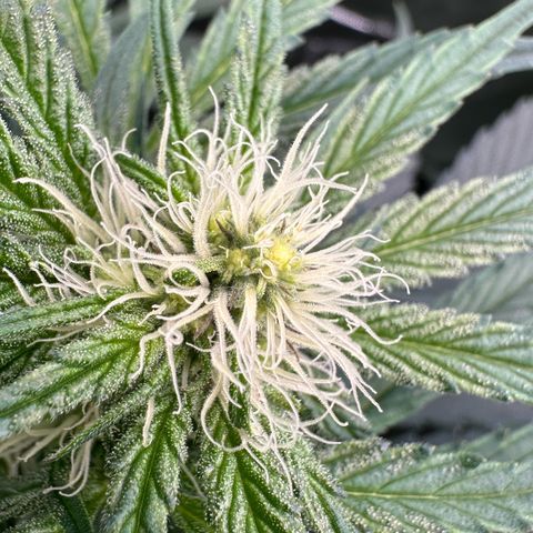 CxLAZ #15 52g growlog timeline photo