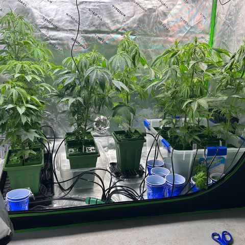 Shaman growlog photo: Installed 12 port water manifold and water lines