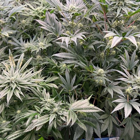 CxLAZ #16 50.72g growlog timeline photo