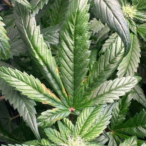 Misc x (LA Kush x Zkittles) #35 28.55g growlog photo: Possible magnesium deficit, added 70ml cal-mag to res