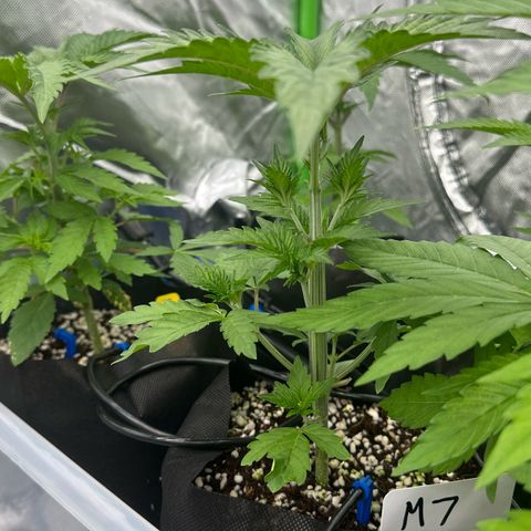 CxLAZ #16 50.72g growlog timeline photo