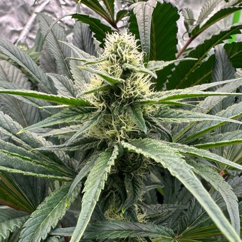 CxLAZ #31 58.75g growlog timeline photo