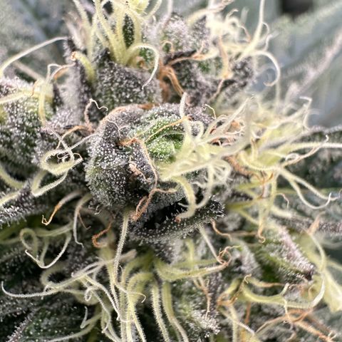 CxLAZ #11 50.28g growlog timeline photo