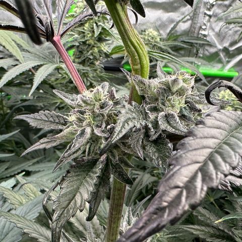Misc x (LA Kush x Zkittles) #22 34.14g growlog timeline photo
