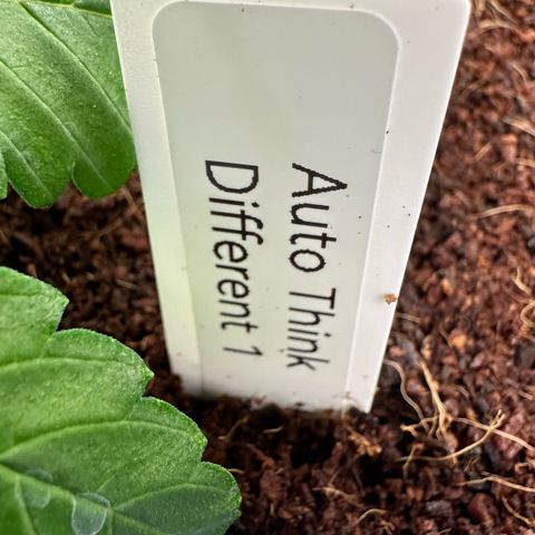 Auto Think Different  #1 growlog timeline photo
