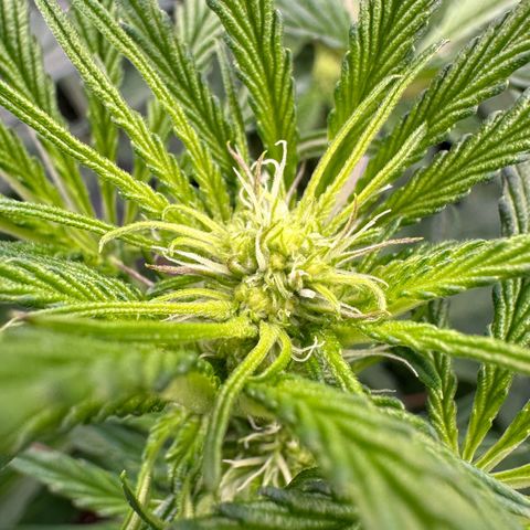 CxLAZ #16 50.72g growlog timeline photo
