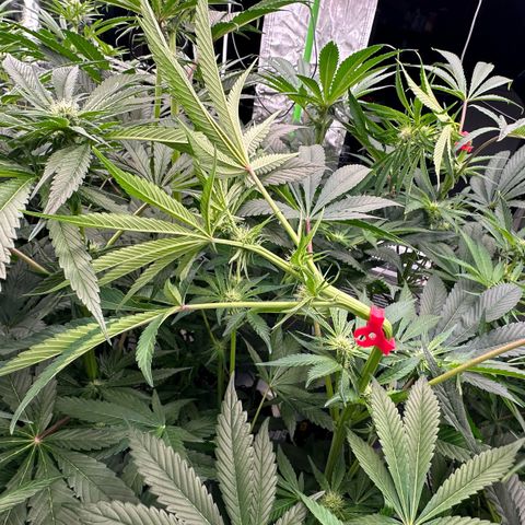 CxLAZ #16 50.72g growlog photo: Top training 