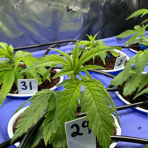 MiscxLAZ #29 C growlog timeline photo