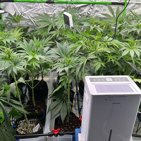 CxLAZ #16 50.72g growlog timeline photo