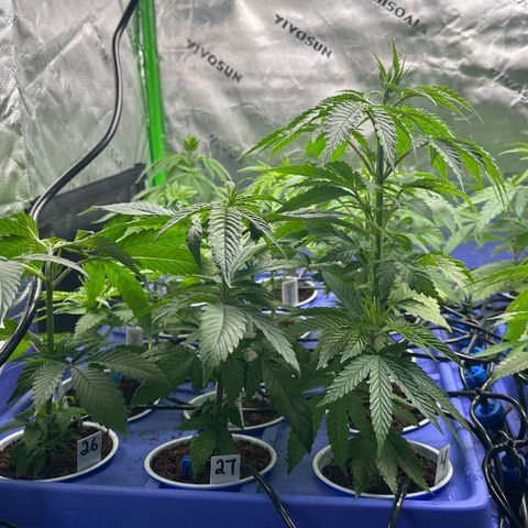 Shaman growlog timeline photo