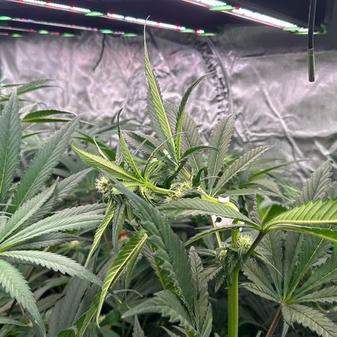CxLAZ #16 50.72g growlog photo: Trained top