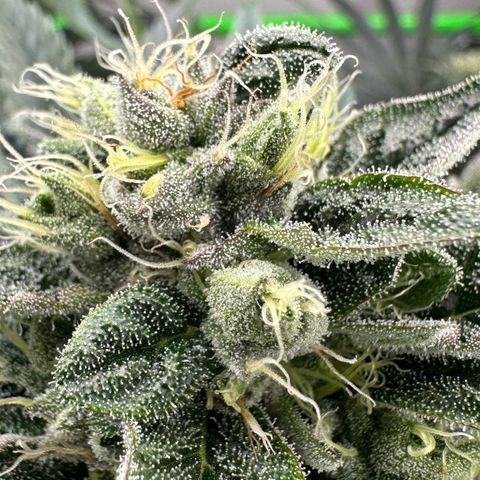 Misc x (LA Kush x Zkittles) #23 28.19g growlog timeline photo