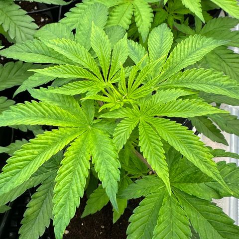 CxLAZ #16 50.72g growlog timeline photo