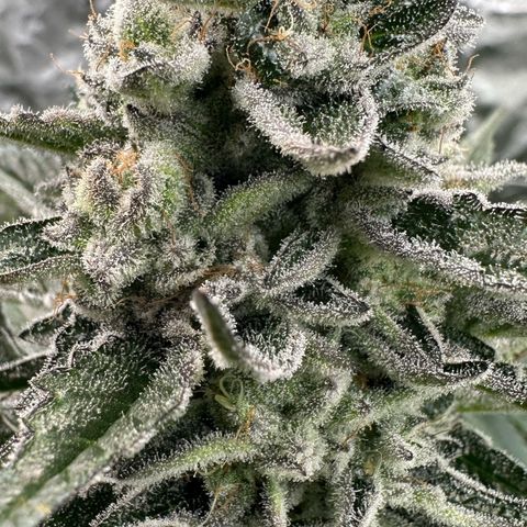 Misc x (LA Kush x Zkittles) #29 25.69g growlog timeline photo
