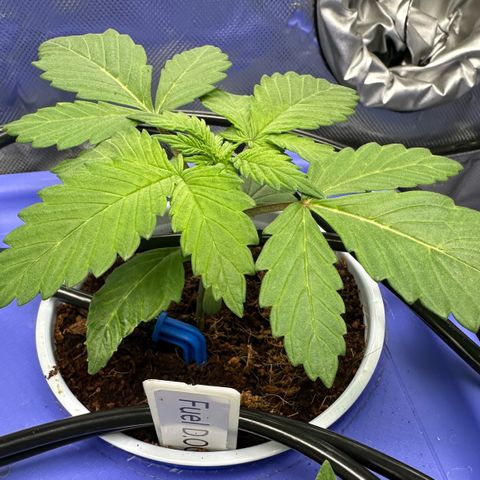 Shaman growlog timeline photo