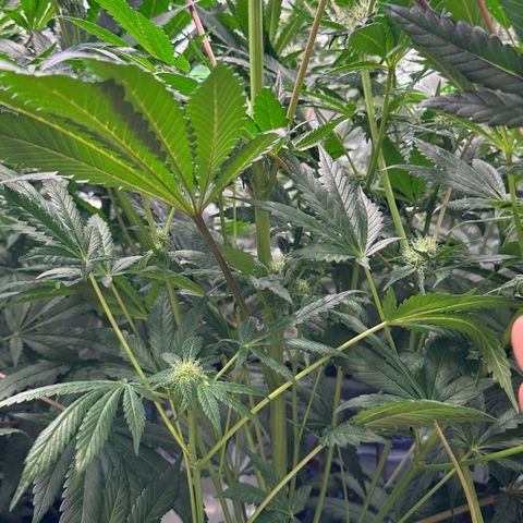 Misc x (LA Kush x Zkittles) #10 growlog timeline photo