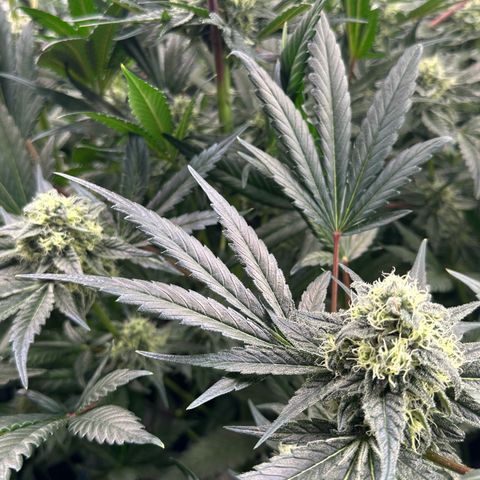 CxLAZ #31 58.75g growlog timeline photo