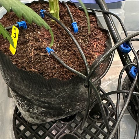 CxLAZ #03 45.52g growlog timeline photo