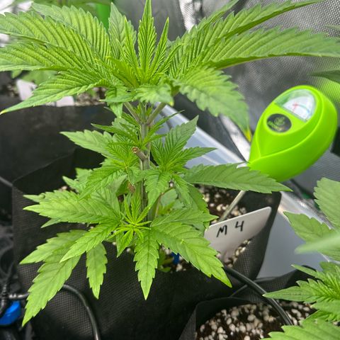 CxLAZ #16 50.72g growlog timeline photo