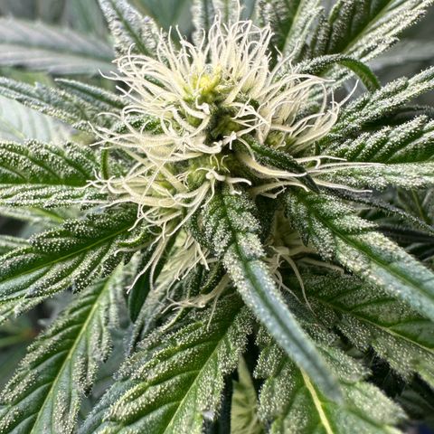 CxLAZ #15 52g growlog timeline photo