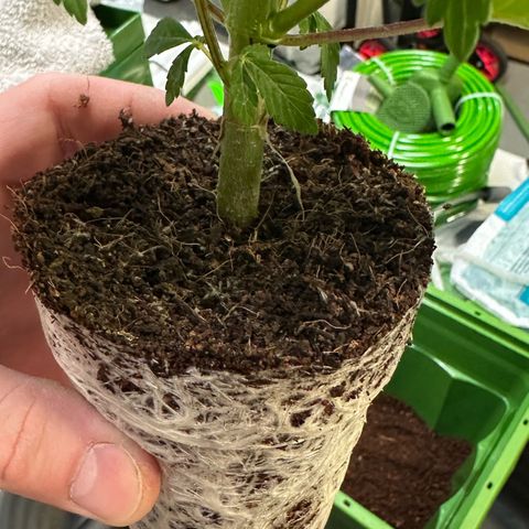 Fuel D.OG #2 Female 49.44g M growlog photo: Transplanted into 1 gal pot
