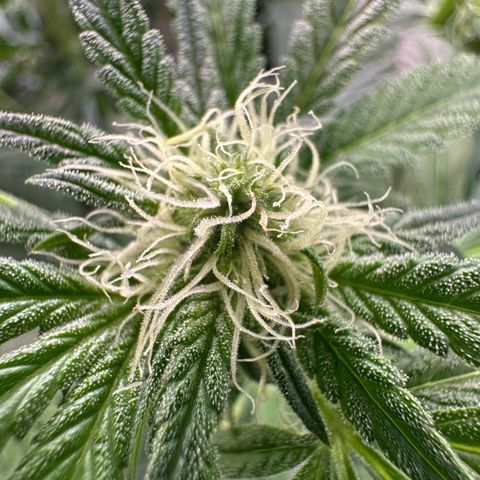 CxLAZ #16 50.72g growlog photo: Pollenated bud site