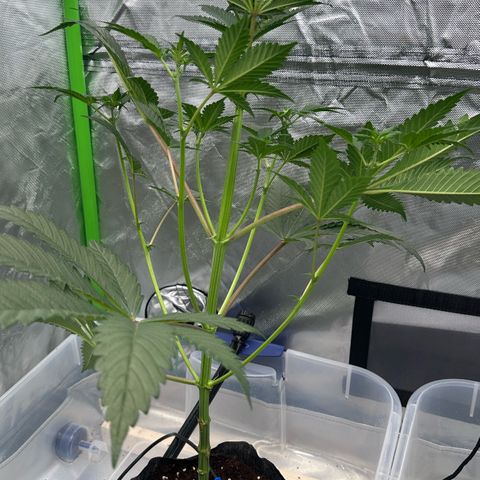 CxLAZ #16 50.72g growlog timeline photo