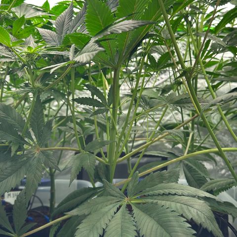 CxLAZ #16 50.72g growlog timeline photo