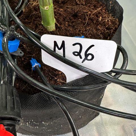 Misc x (LA Kush x Zkittles) #26 60.7g growlog timeline photo
