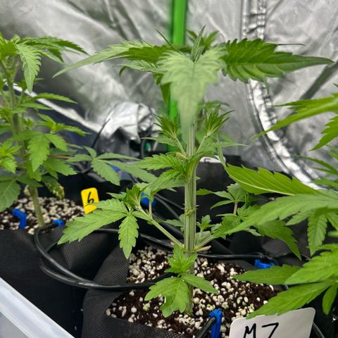 CxLAZ #16 50.72g growlog timeline photo