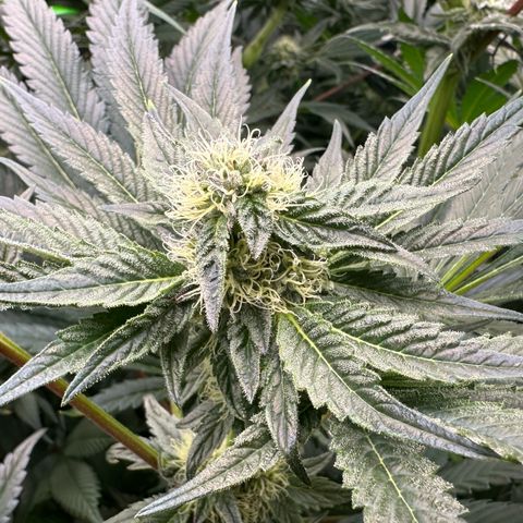 Misc x (LA Kush x Zkittles) #10 growlog timeline photo