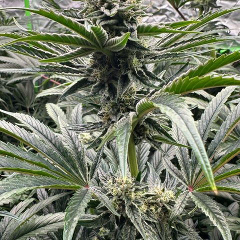 Misc x (LA Kush x Zkittles) #26 60.7g growlog timeline photo