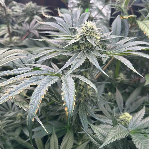 CxLAZ #14 53.59g growlog timeline photo